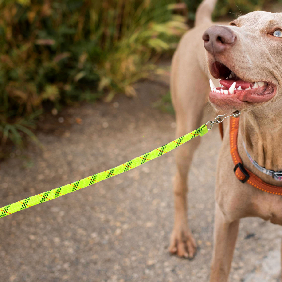 Correa para Mascota Doble Tejido, Color Lima