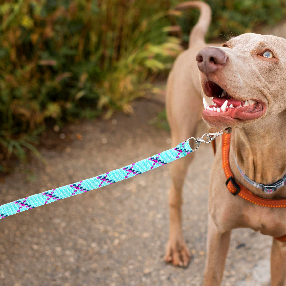 Correa para Mascota Doble Tejido, Color Menta