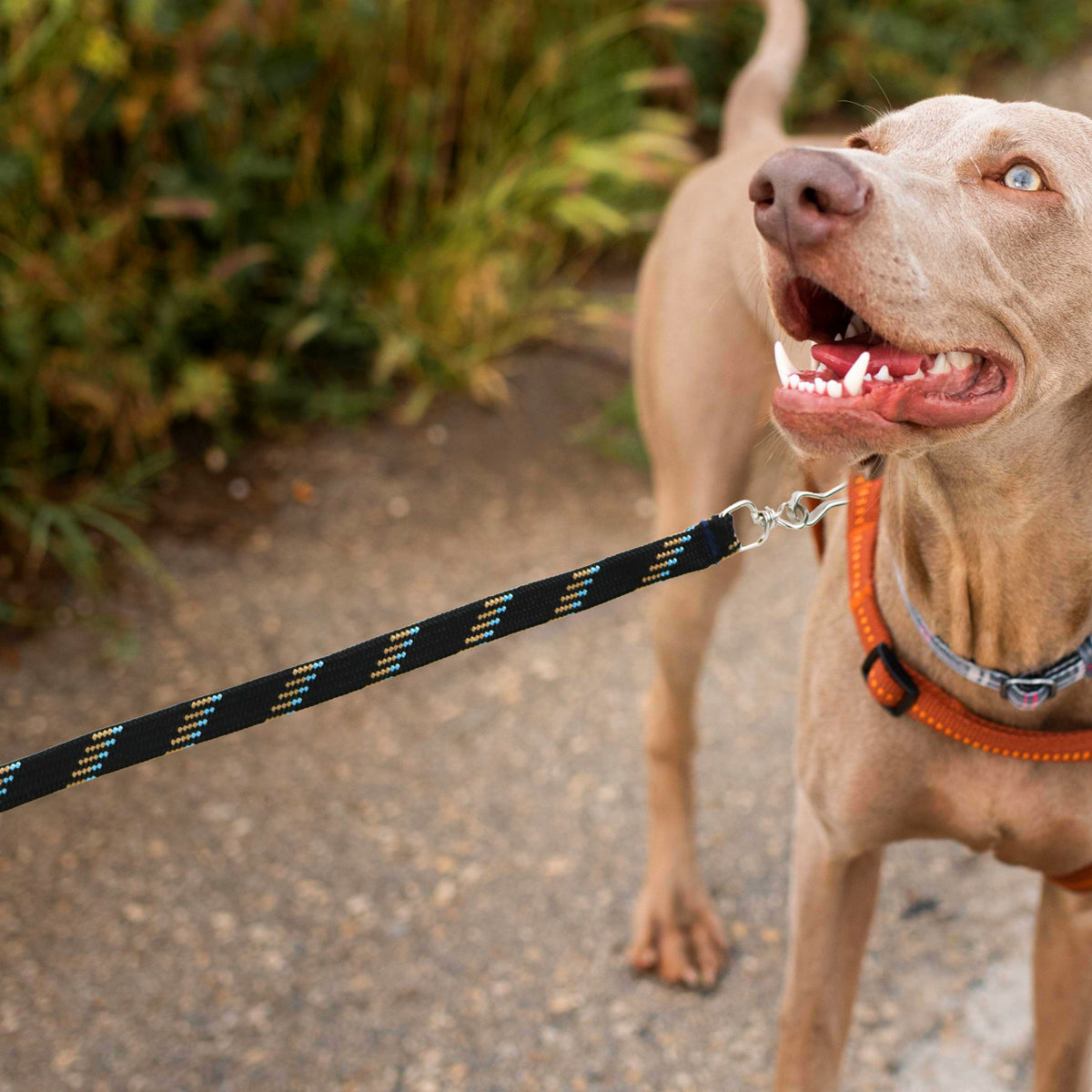 Correa para Mascota Doble Tejido, Color Negro