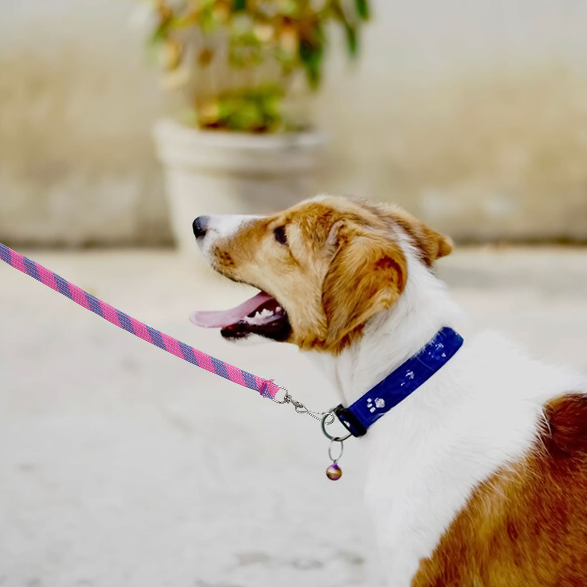 Correa para Mascota Doble Tejido, Color Rosa y Azul