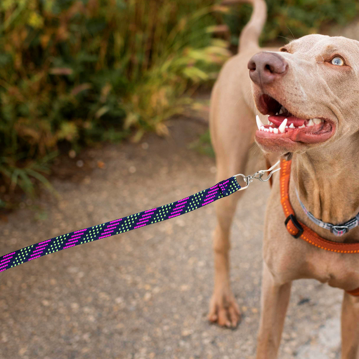 Correa para Mascota Doble Tejido, Colores