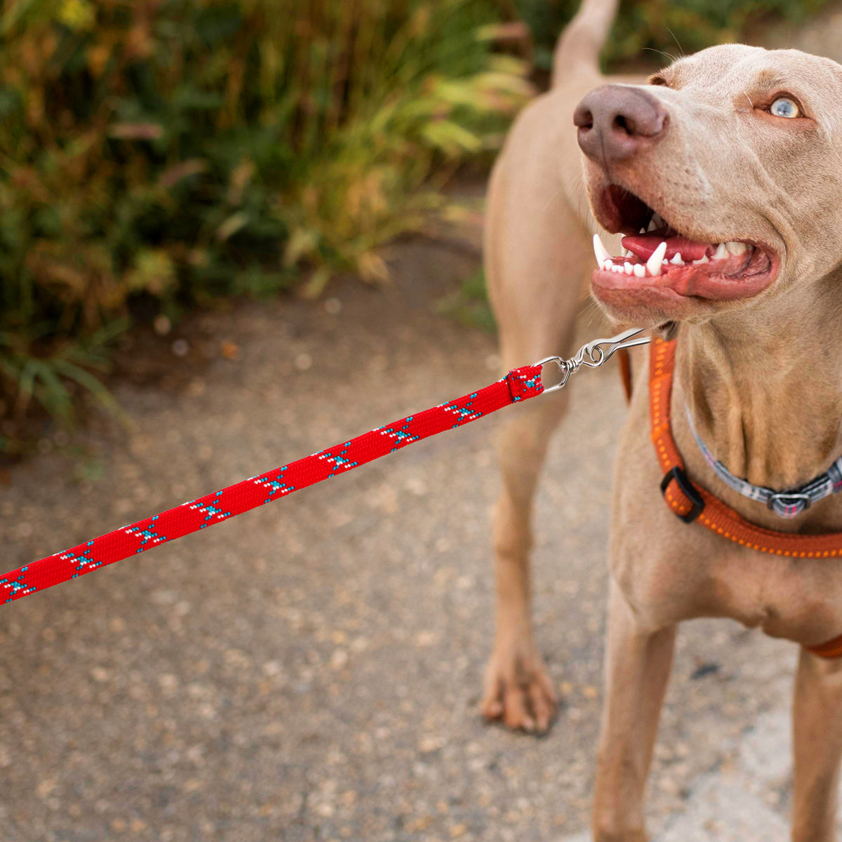 Correa para Mascota Doble Tejido, Color Rojo con Blanco
