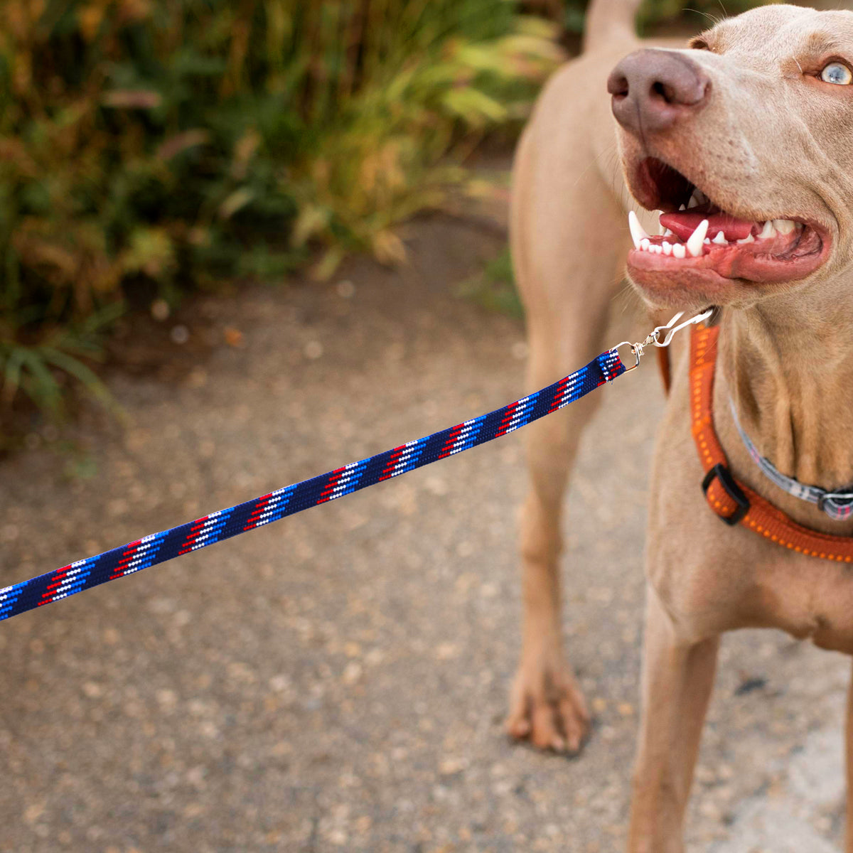 Correa para Mascota Doble Tejido, Color Azul con Rojo