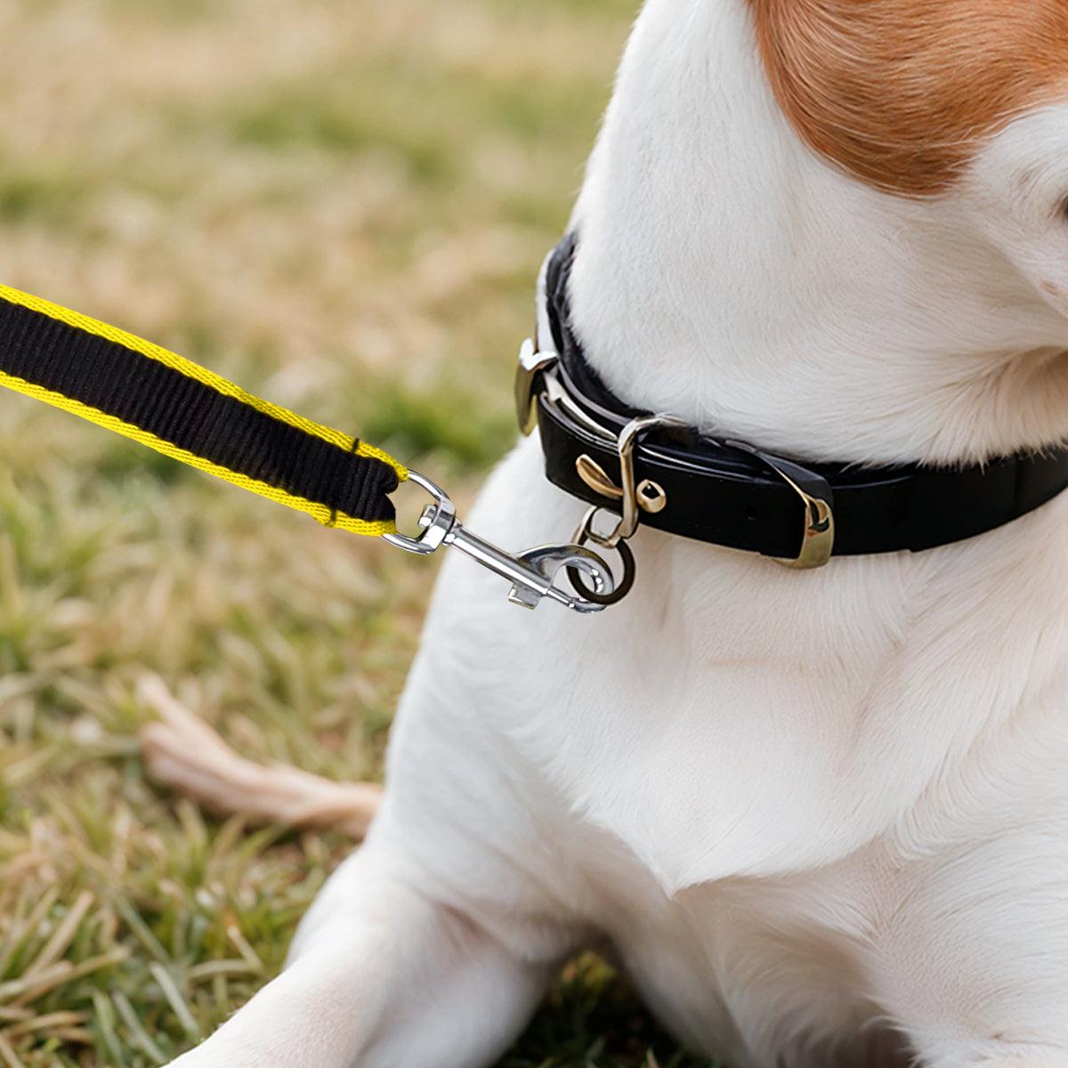 Correa Básica para Mascota, Color Amarillo y Negro