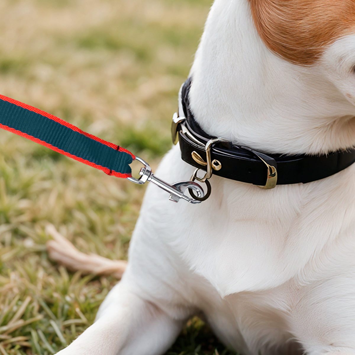Correa Básica para Mascota, Color Azul y Rojo