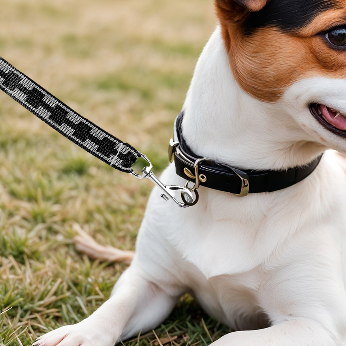 Correa Básica para Mascota, Color Negro