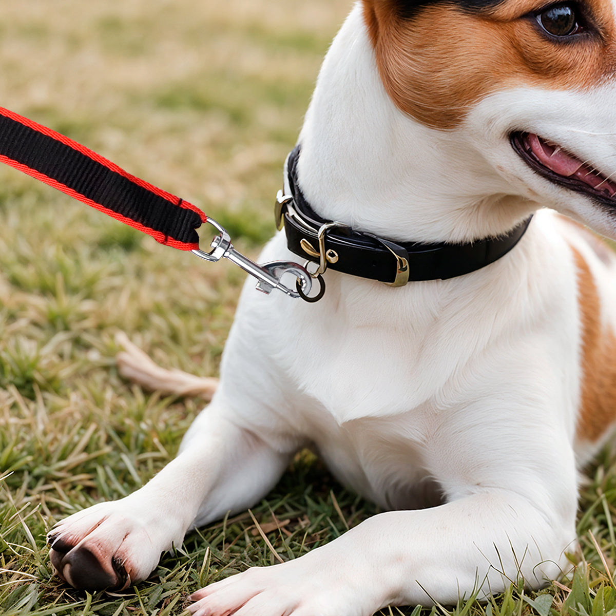 Correa Básica para Mascota, Color Negro y Rojo