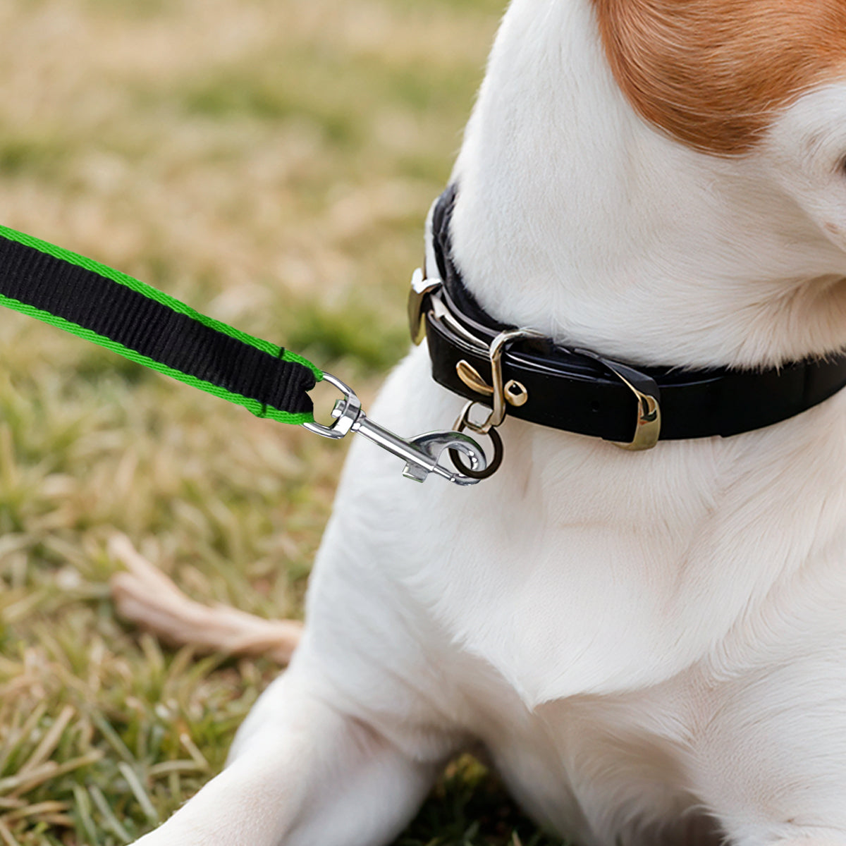 Correa Básica para Mascota, Color Verde y Negro