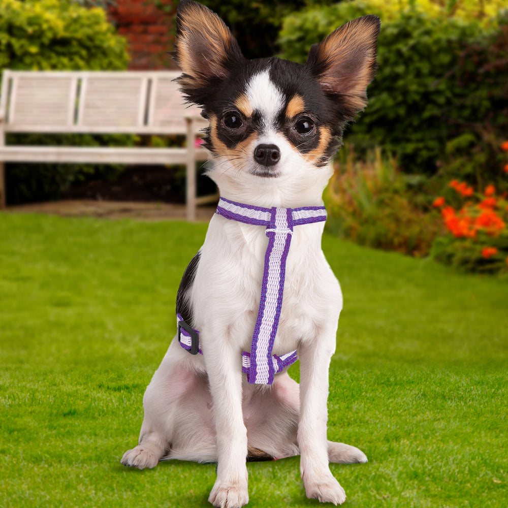 Pechera color Morado para Mascota, 1.27cm