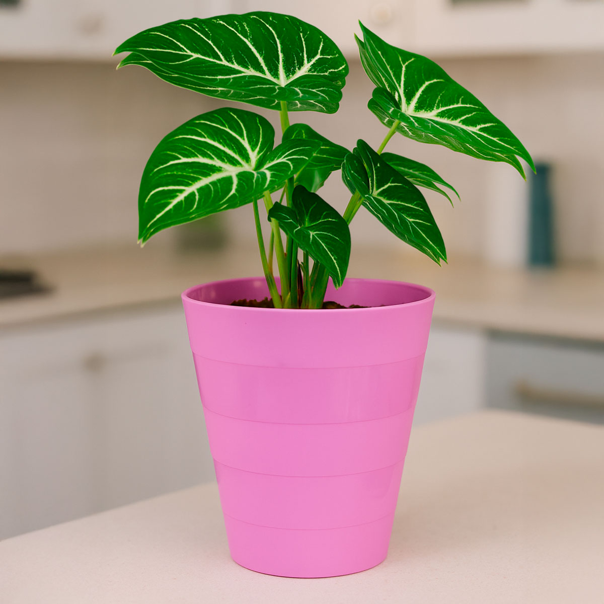 Cesto de Plástico, Color Rosa