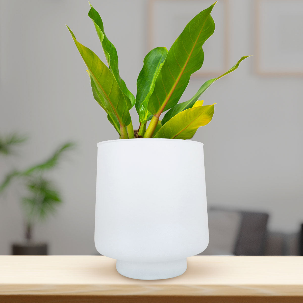 Maceta, Color Blanco