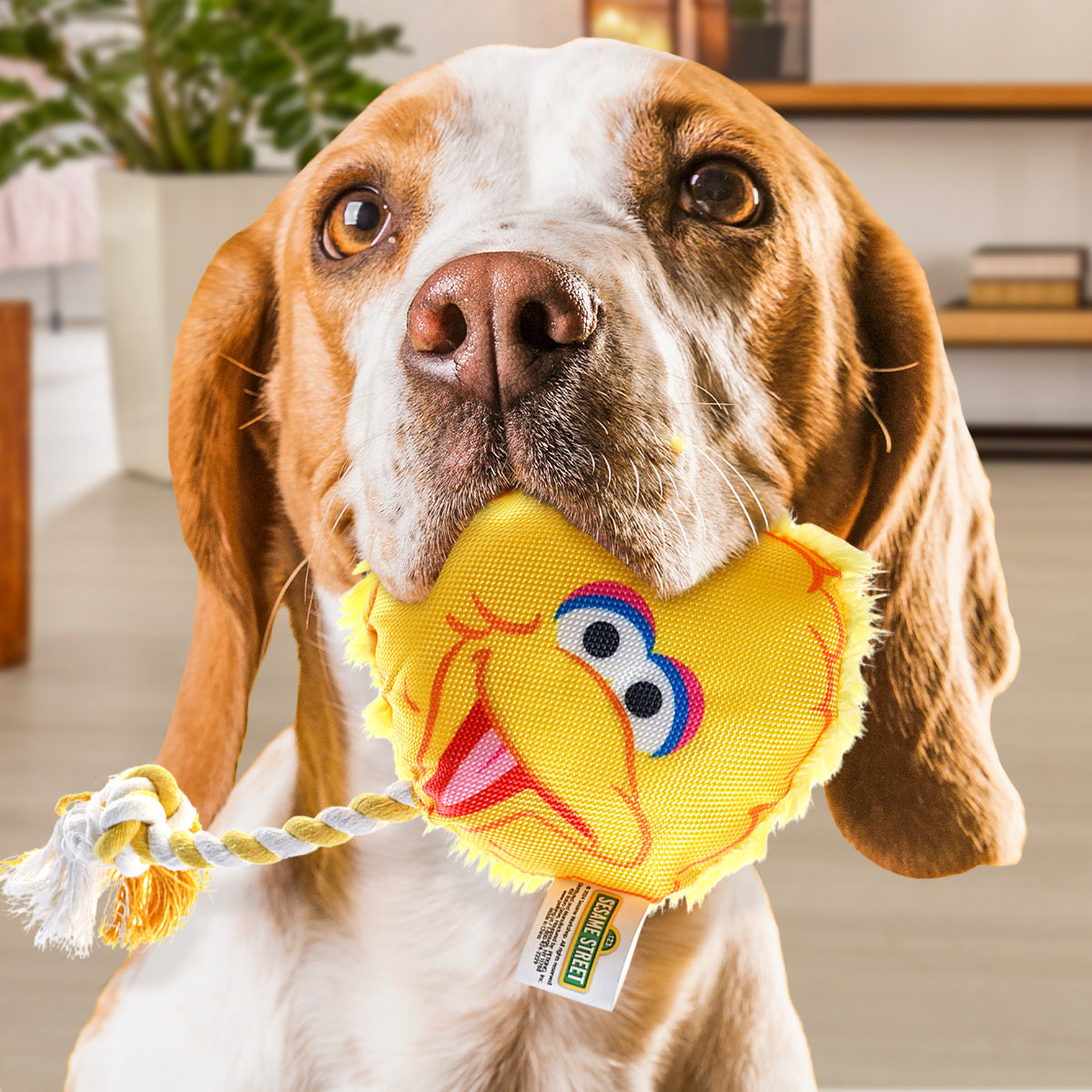 Juguete Chillón para Mascota, Big Bird, Plaza Sésamo