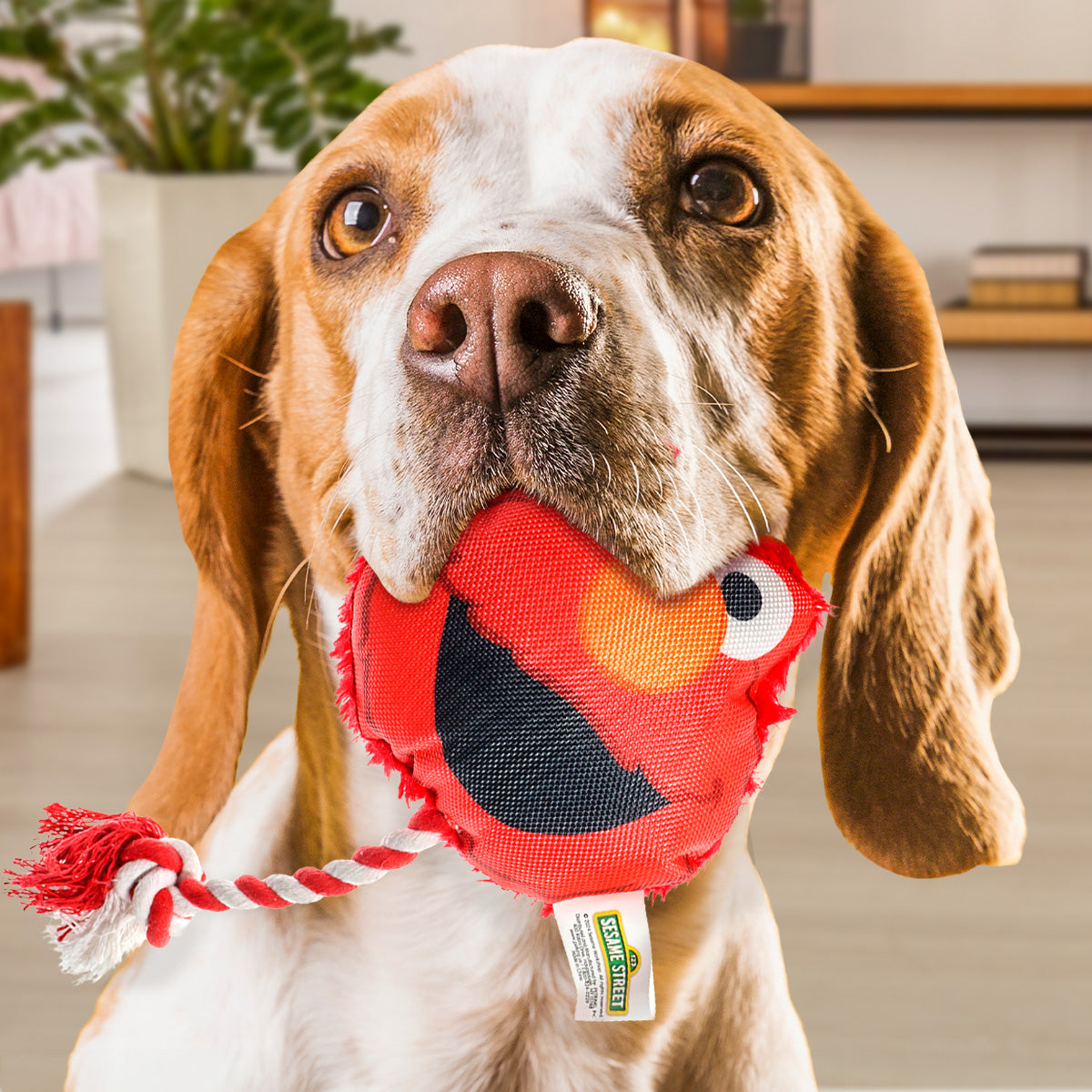 Juguete Chillón para Mascota, Elmo, Plaza Sésamo