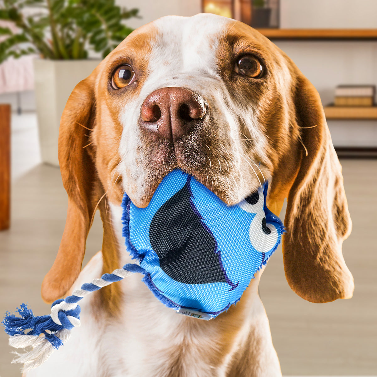 Juguete Chillón para Mascota, Comegalletas, Plaza Sésamo