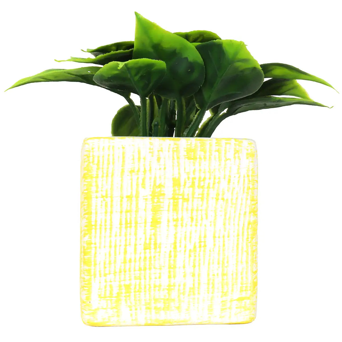 Planta con Maceta Cuadrada, Color Amarillo