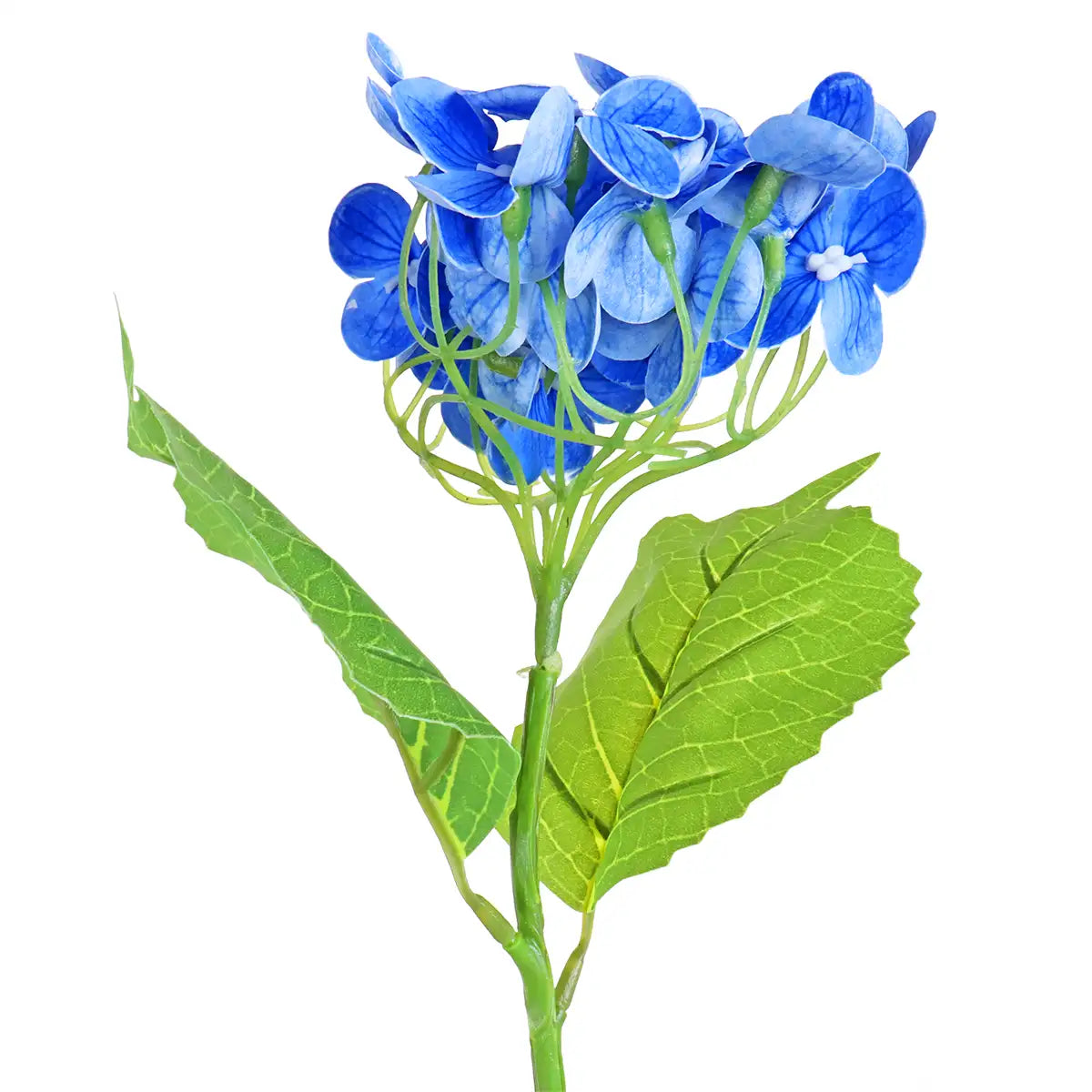 Hortensia, Color Azul