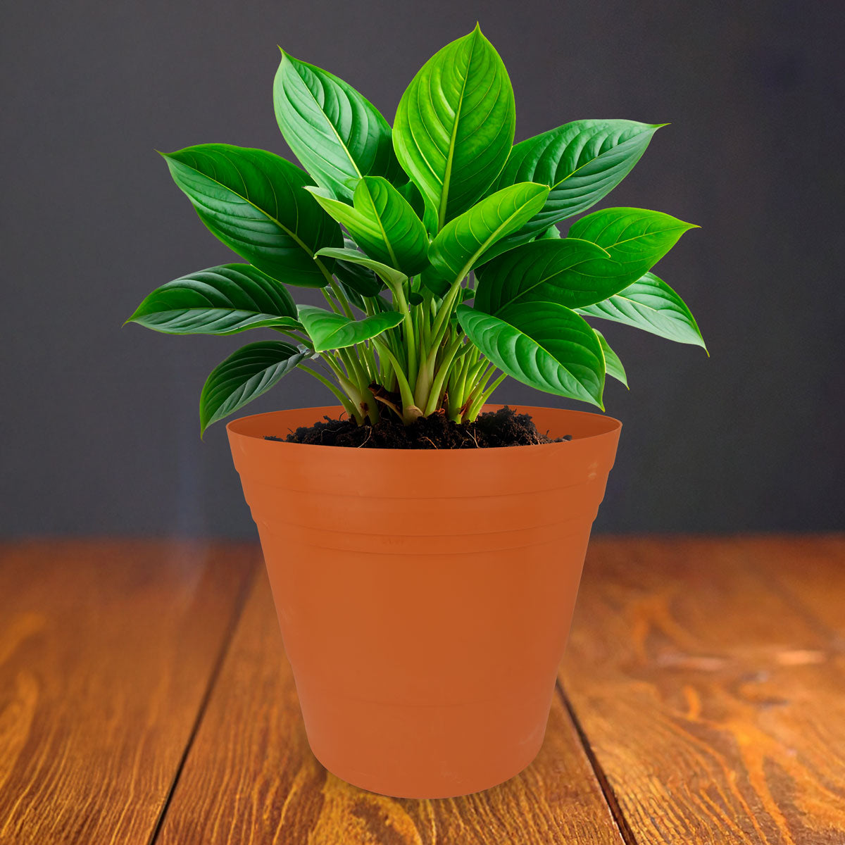 Maceta de Plástico, Color Naranja