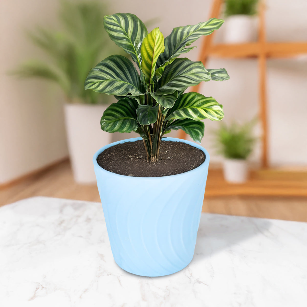 Maceta de Cerámica, Summer, Color Azul