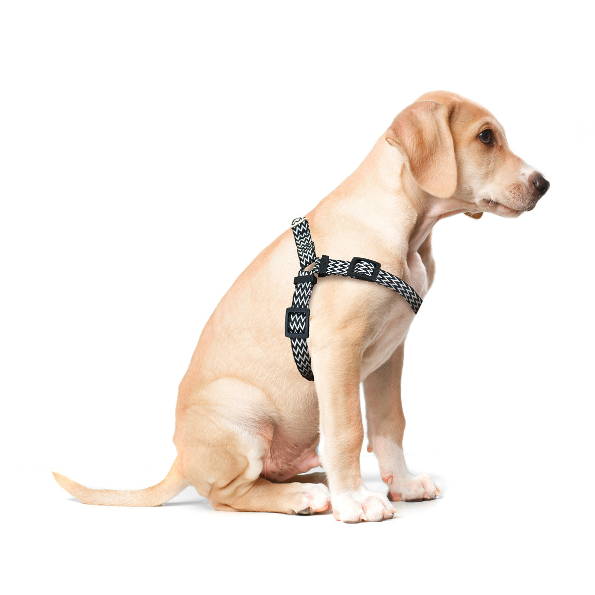 Pechera color Negro con Blanco para Mascota