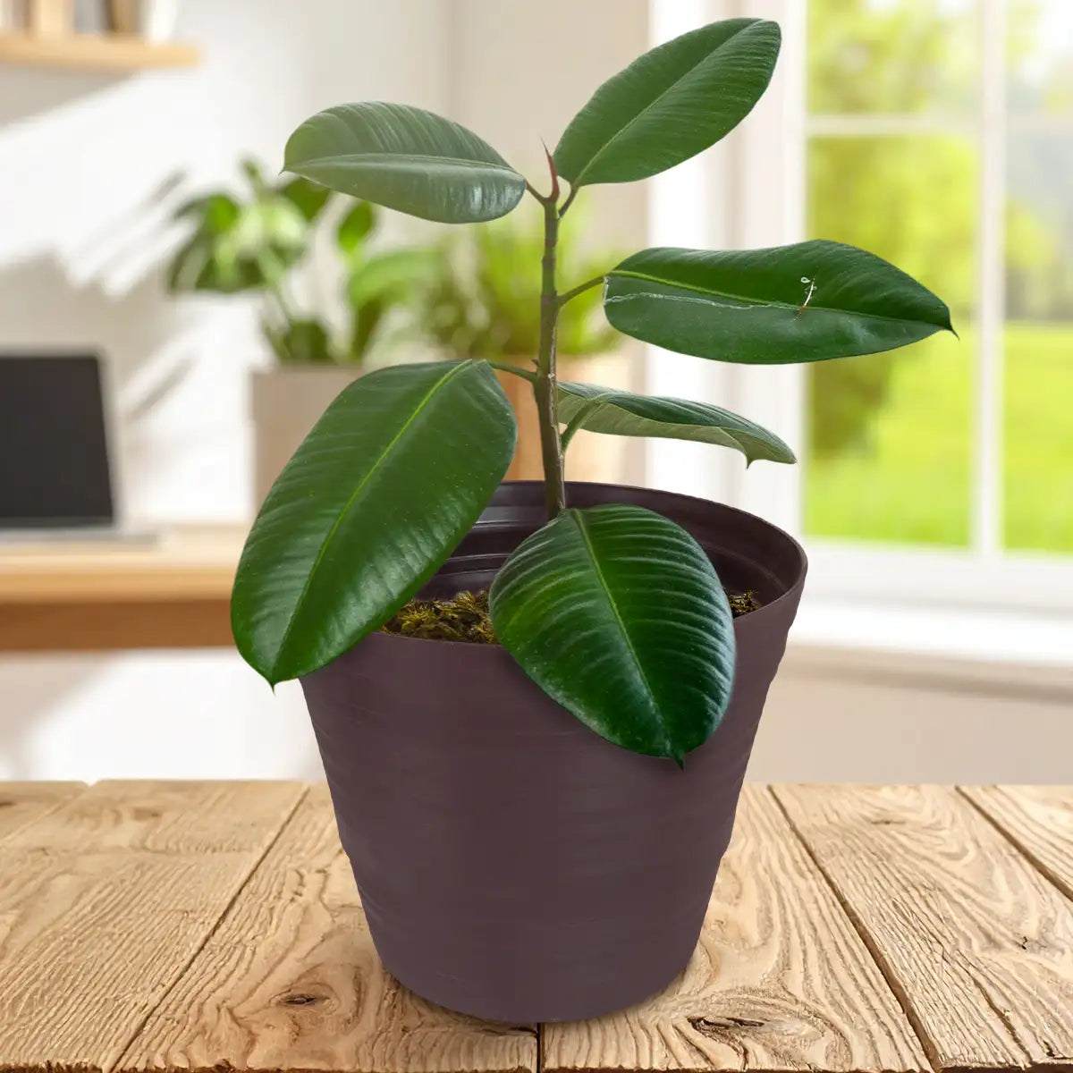 Maceta Plástico, Color Café, 20x17cm