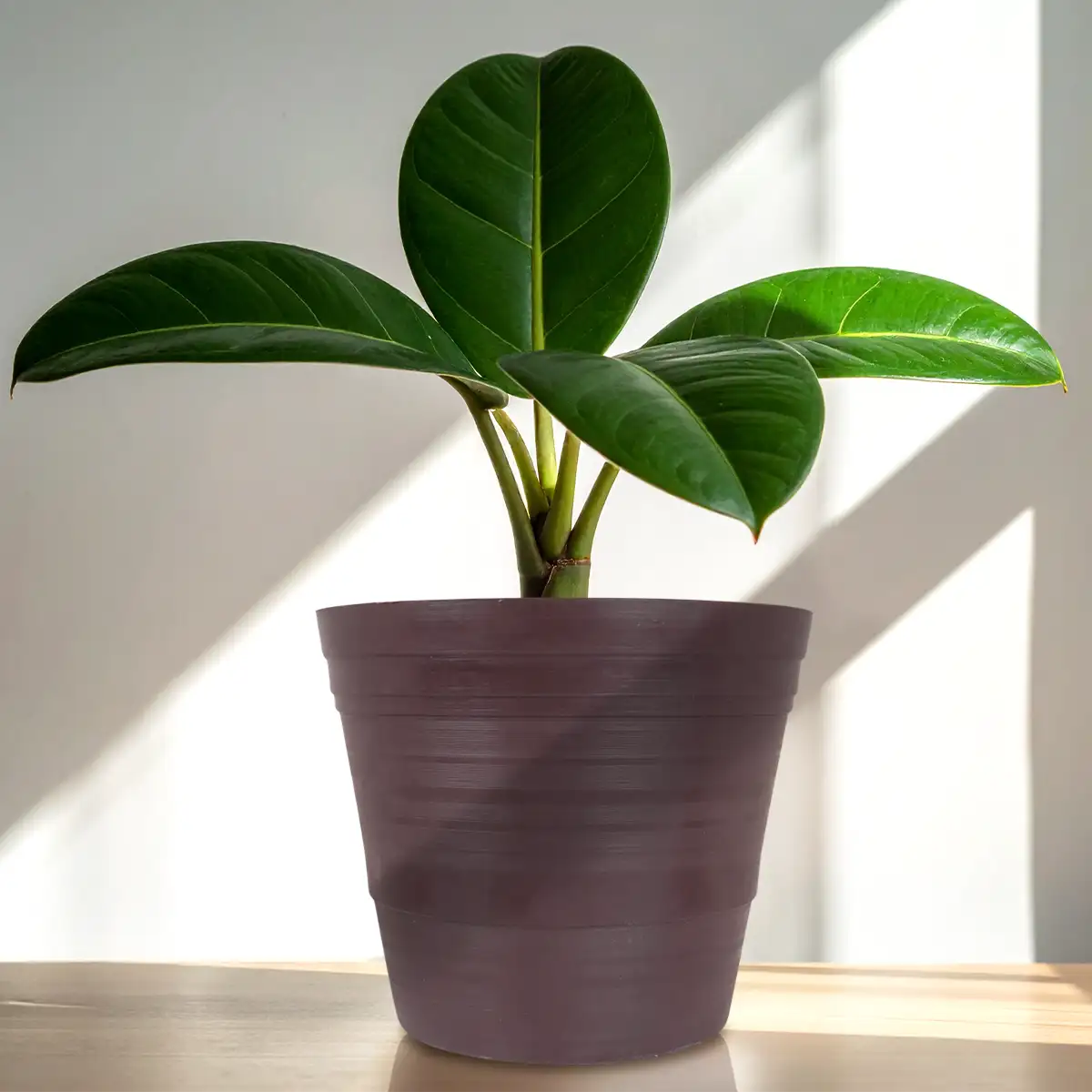 Maceta Plástico, Color Café, 20x17cm