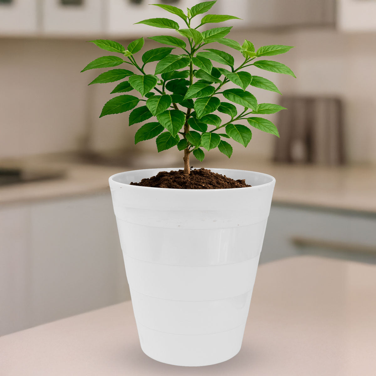 Cesto de Plástico, Color Beige