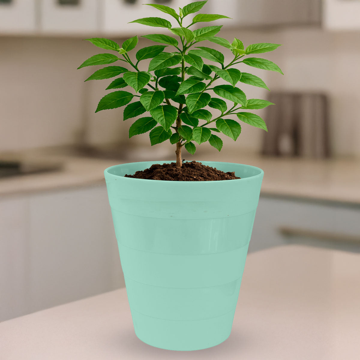 Cesto de Plástico, Color Verde