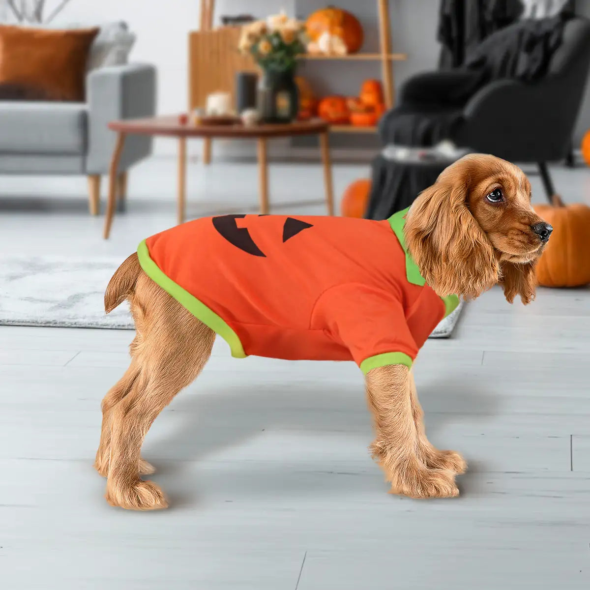 Calabaza, Disfraz para Mascota, Talla Mediana