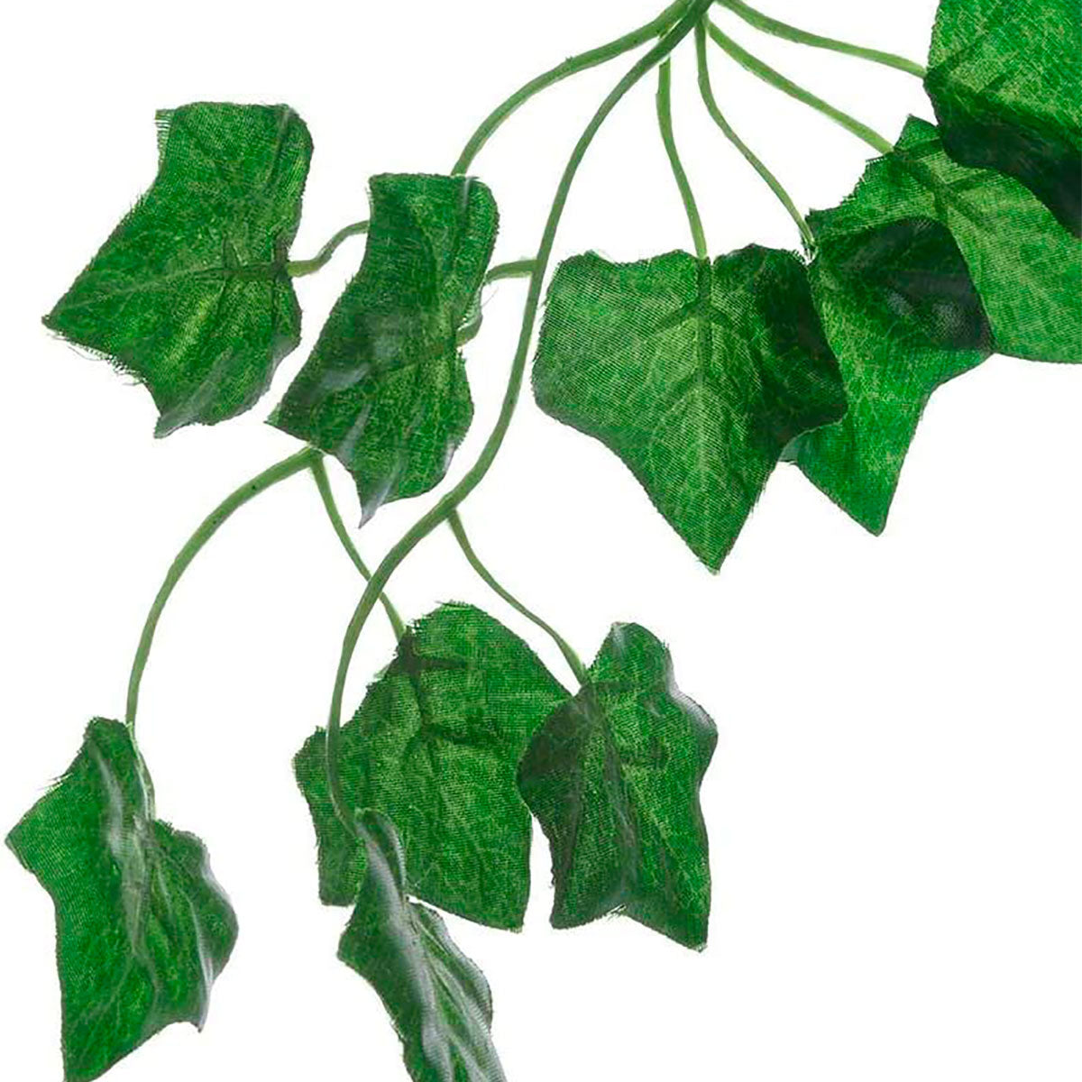Enredadera Hoja de Lirio Verde 2.3m