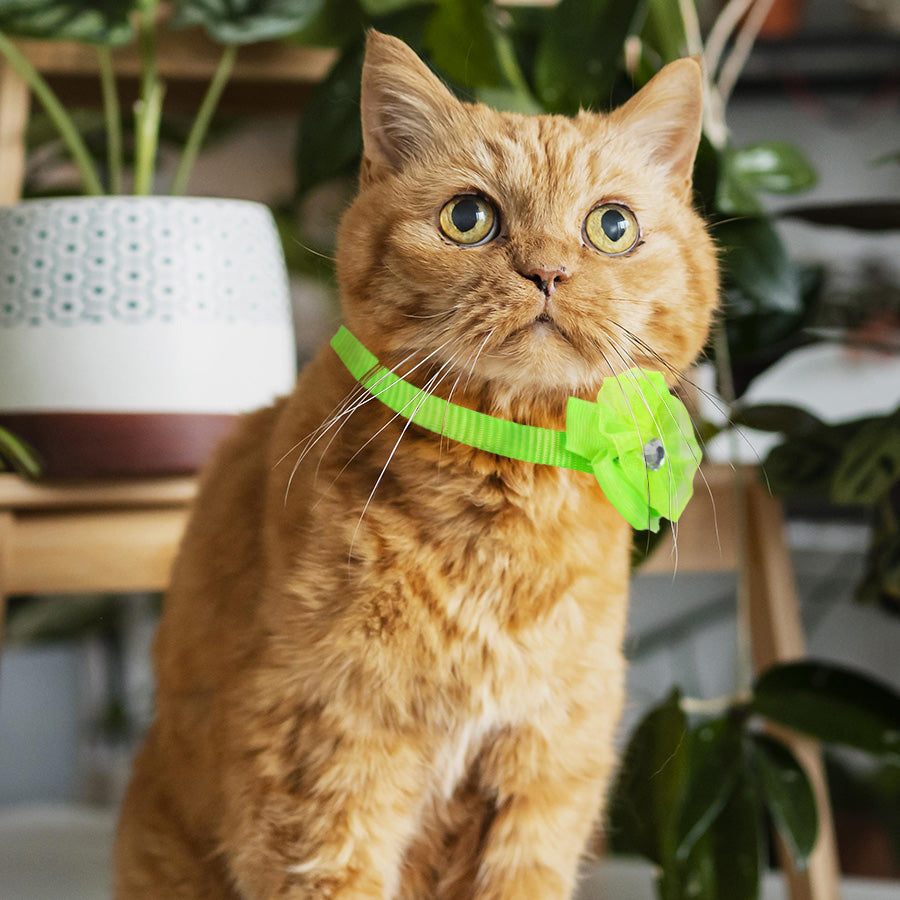 Collar para Gato color Verde