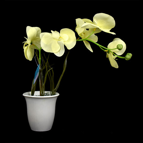 Maceta de Plástico con Orquídea color Amarillo