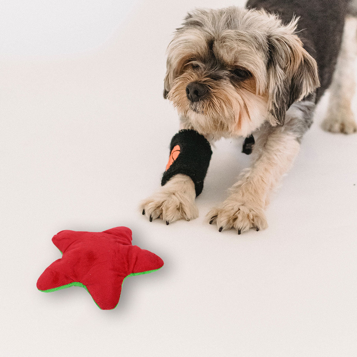 Estrella de Juguete para Mascotas