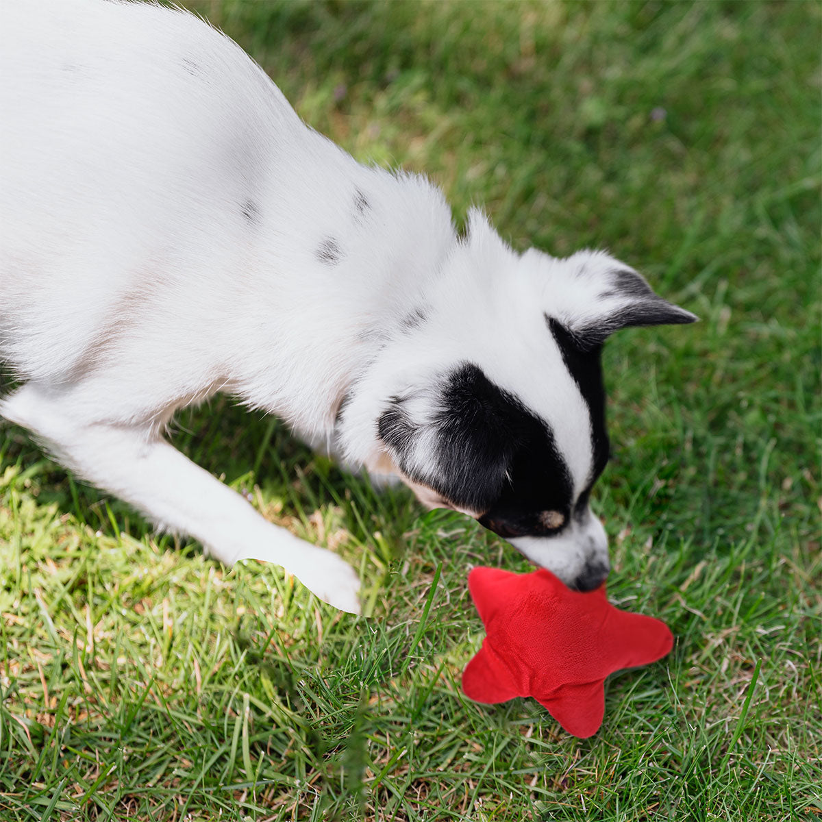 Estrella de Juguete para Mascotas