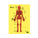 Tabla Didáctica de Foamy, Esqueleto
