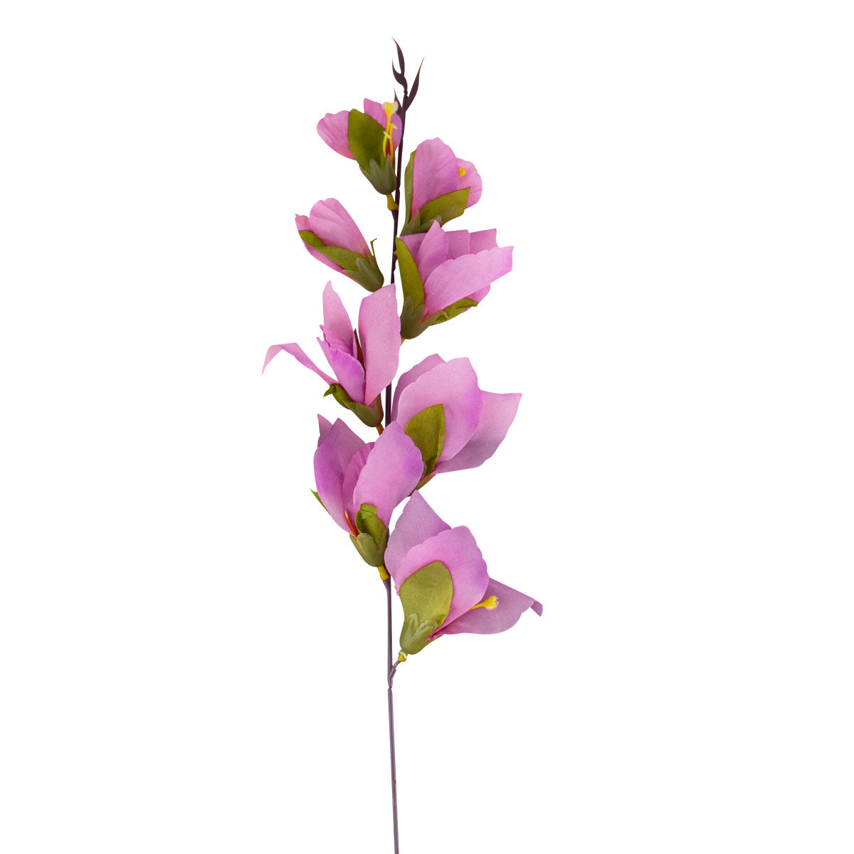 Gladiola Artificial color Lila