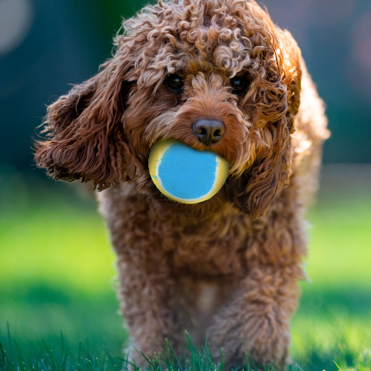 Pelotas para Perro, 2 piezas