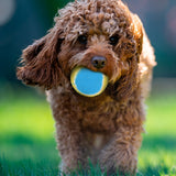 Pelotas para Perro, 2 piezas