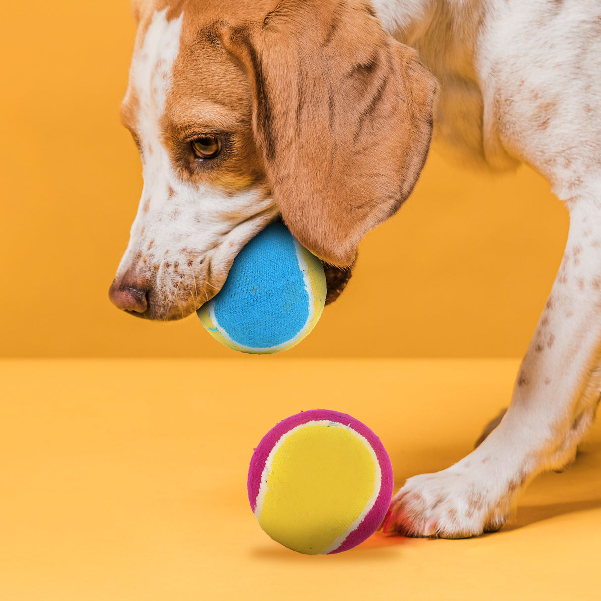 Pelotas para Perro, 2 piezas