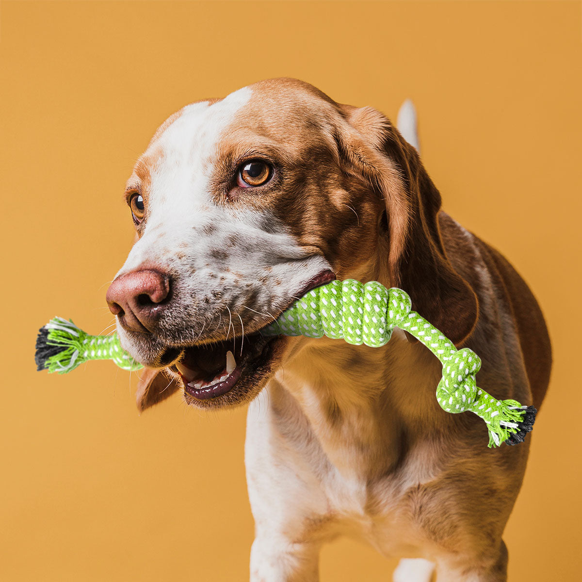 Juguete de Cuerda para Mascota – Waldo's