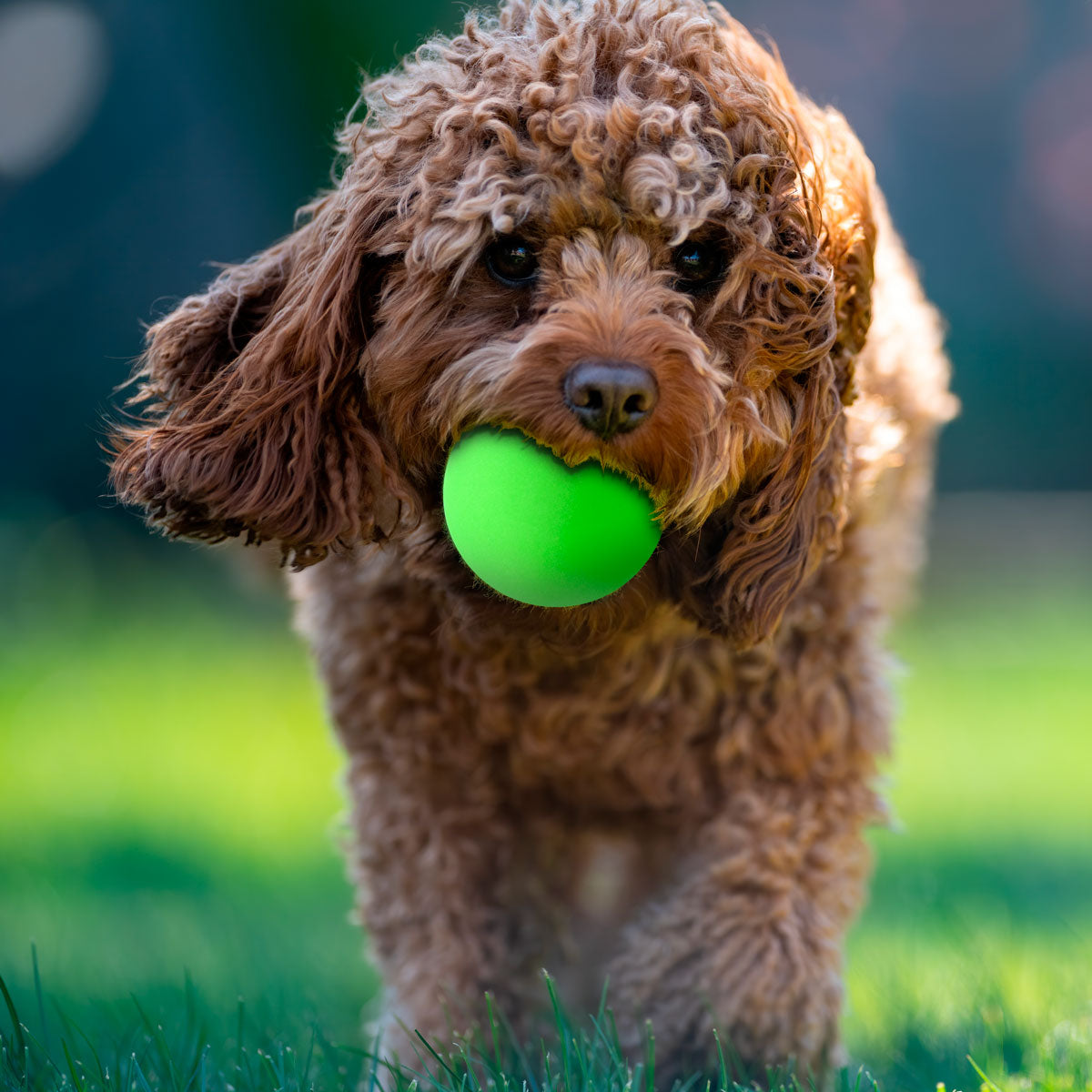 Pelota de Plástico color Verde para Mascota