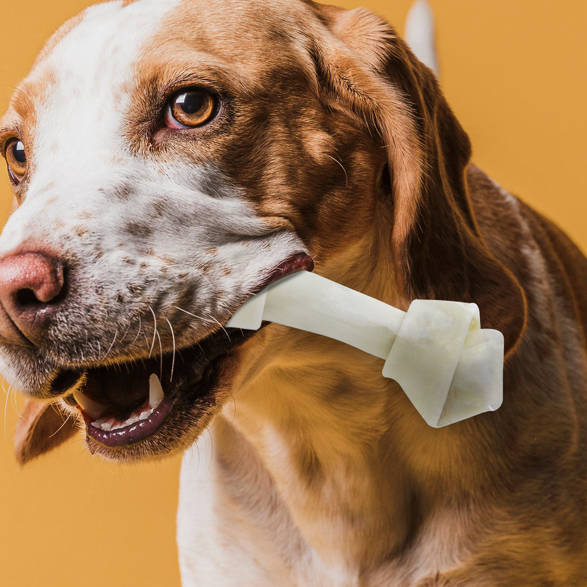 Carnaza en Forma de Hueso para Perro