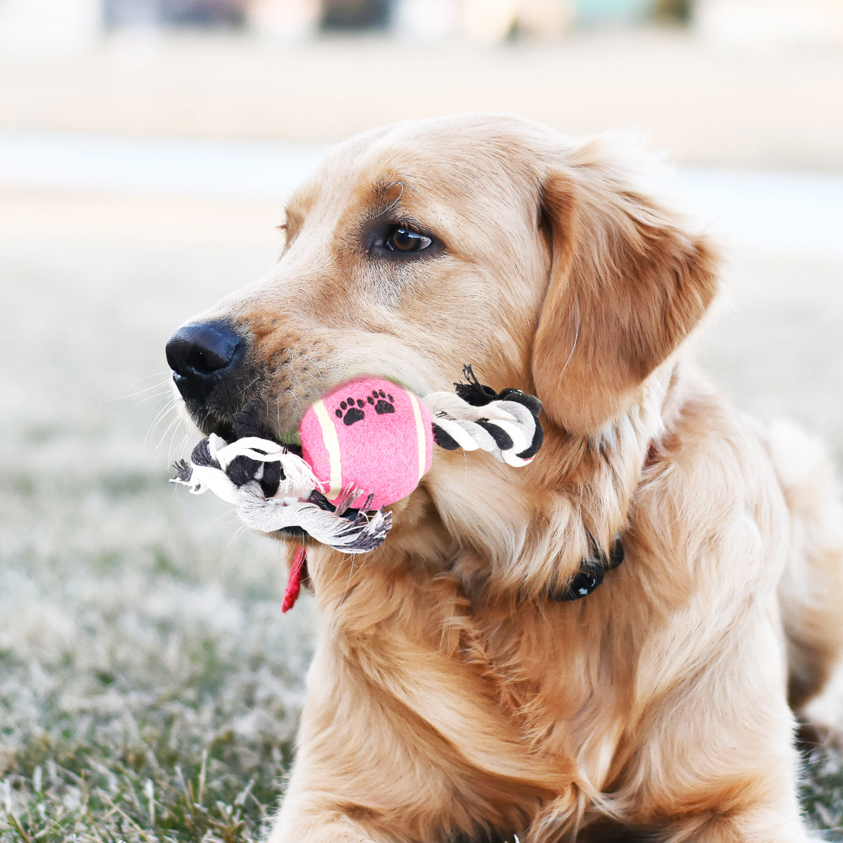 Juguete de Cuerda para Mascota con Pelota de Tenis