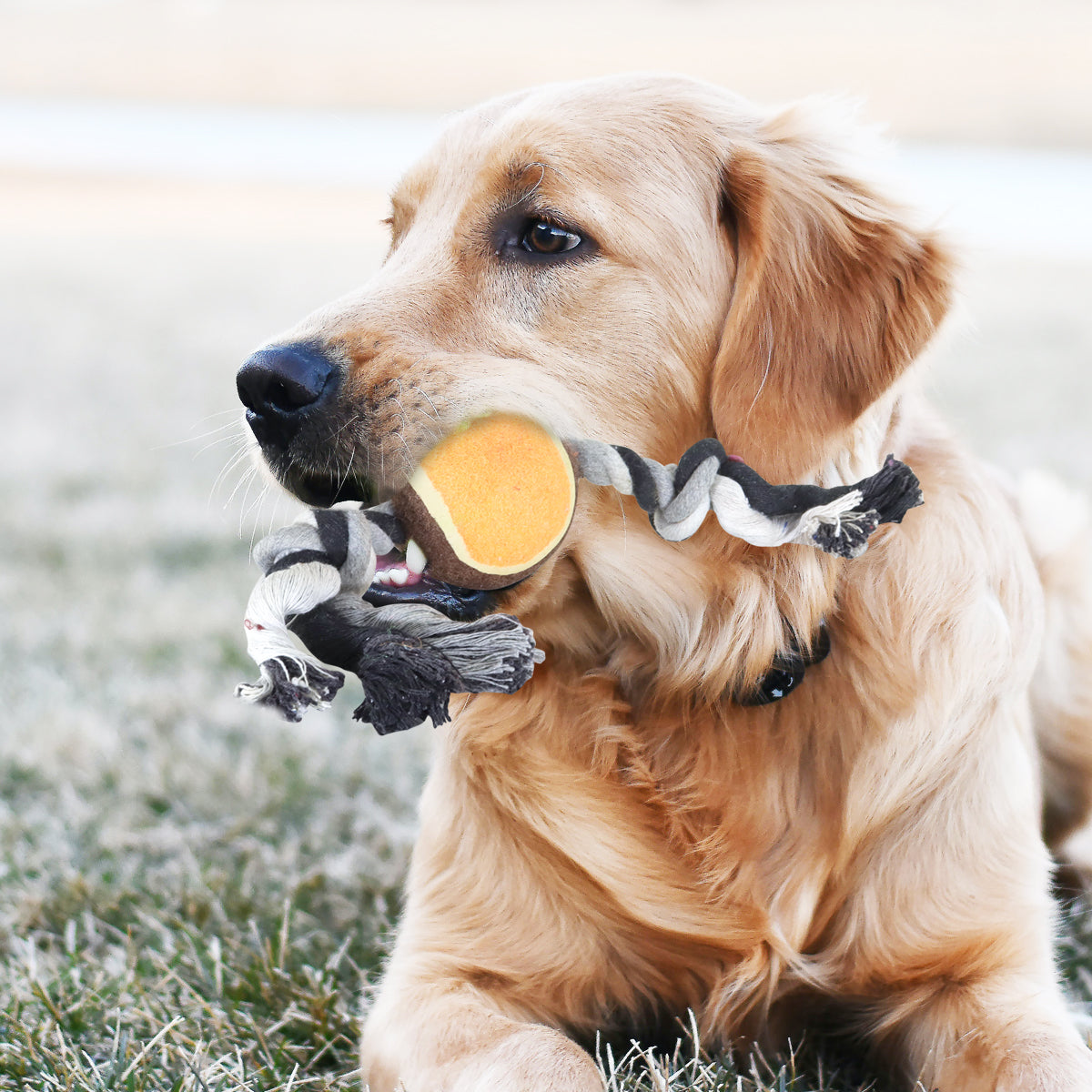 Juguete de Cuerda para Mascota con Pelota de Tenis