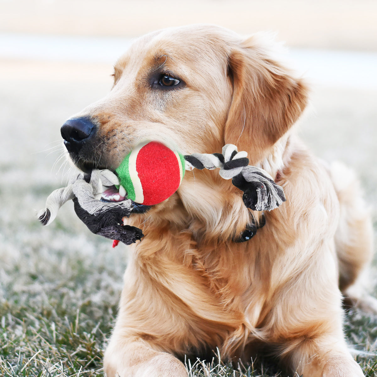 Juguete de Cuerda para Mascota con Pelota de Tenis