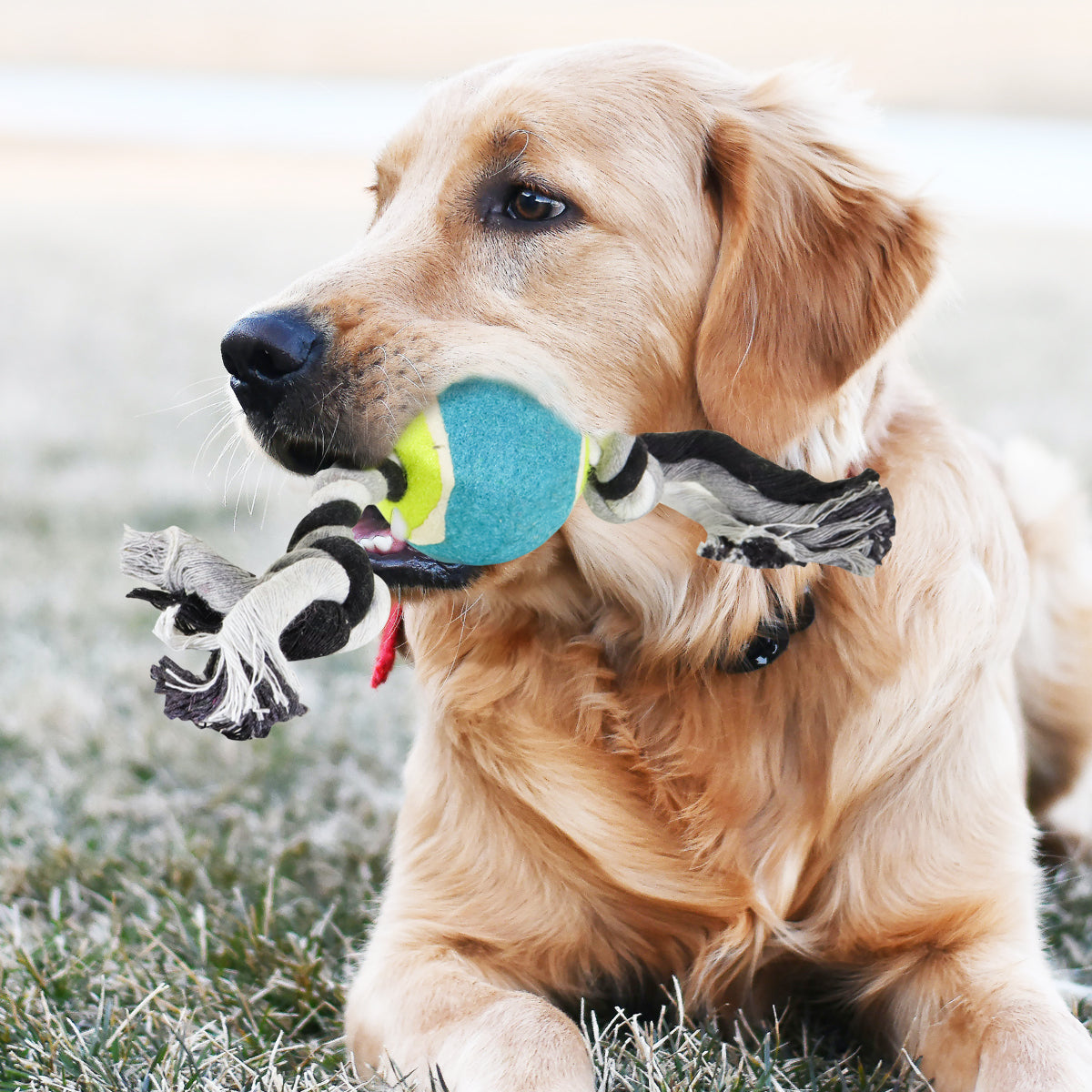 Juguete de Cuerda para Mascota con Pelota de Tenis