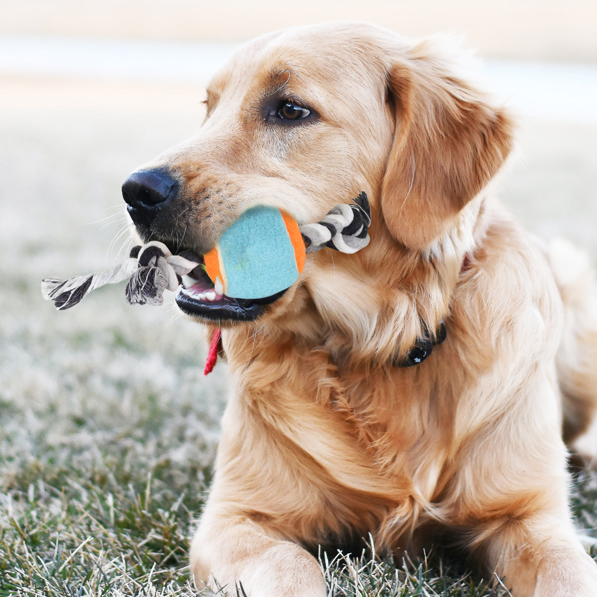 Juguete de Cuerda para Mascota con Pelota de Tenis