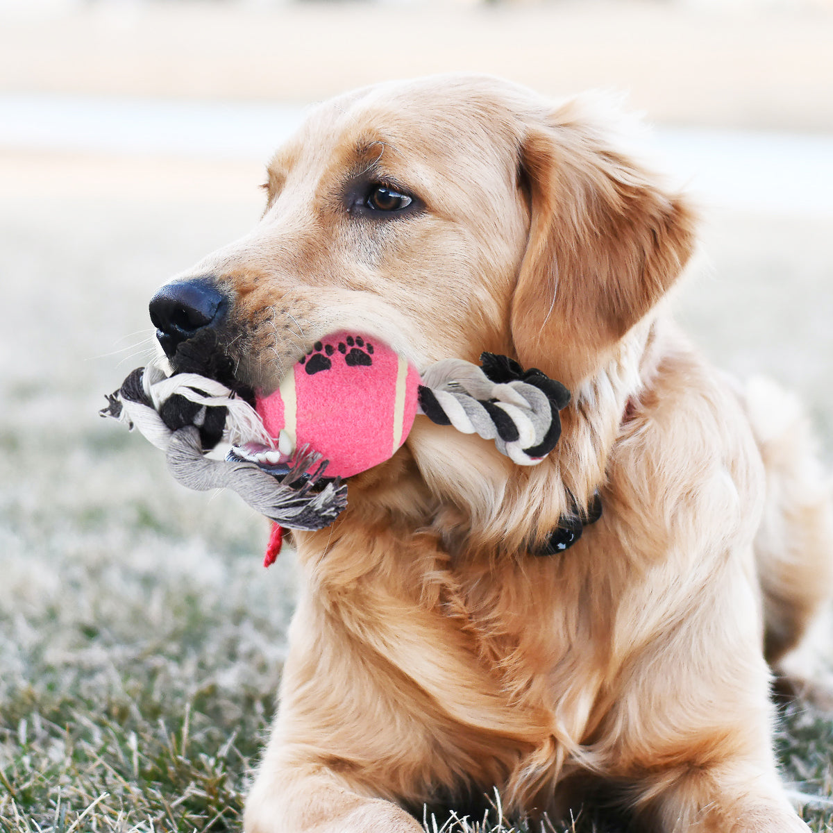 Juguete de Cuerda para Mascota con Pelota de Tenis