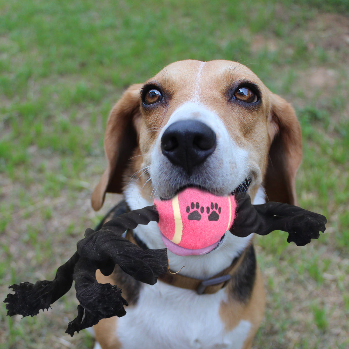 Juguete de Cuerda color Negro para Mascota con Pelota de Tenis