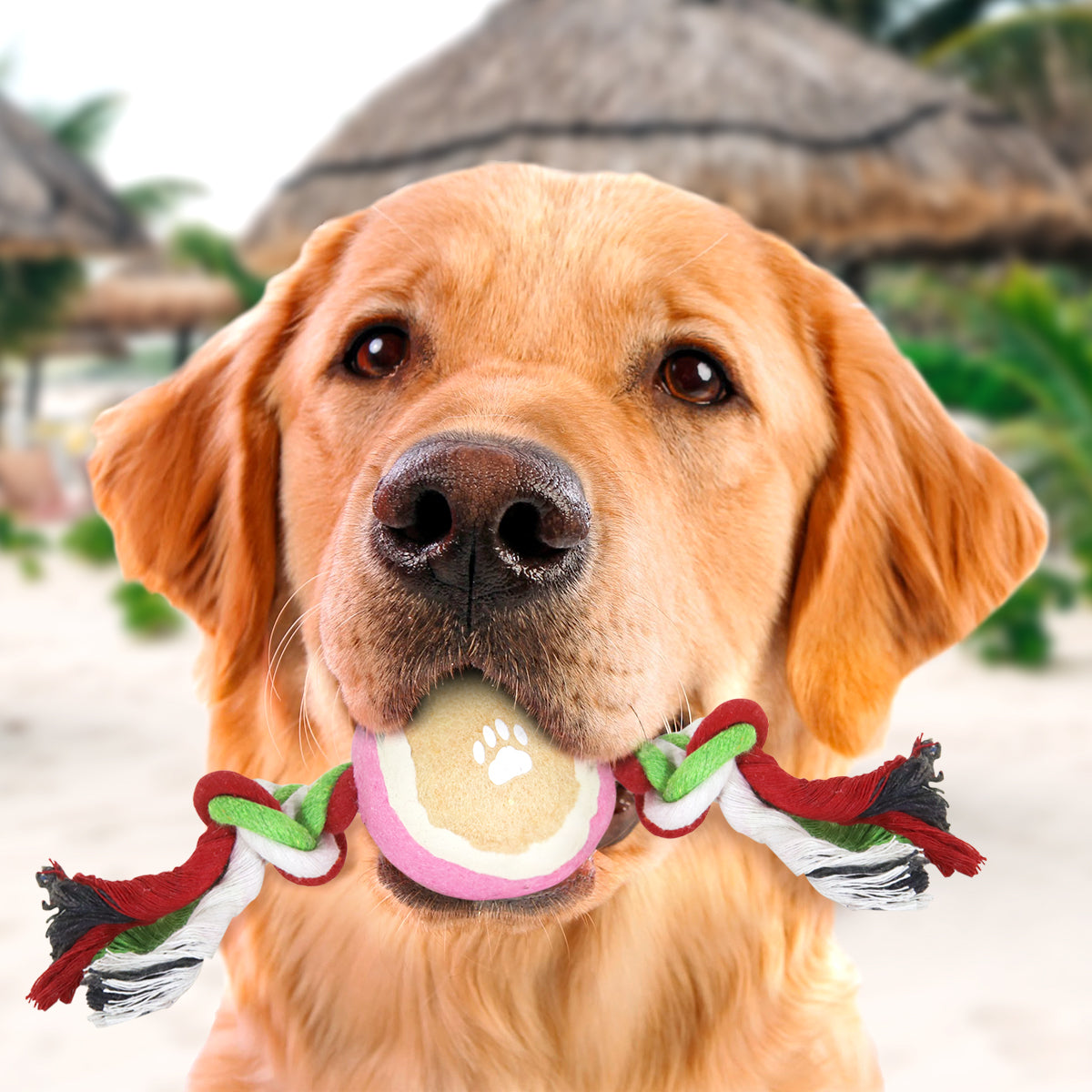 Juguete de Cuerda color Rosa con Verde para Mascota con Pelota de Tenis