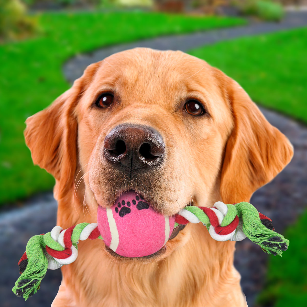 Juguete de Cuerda color Rosa con Verde para Mascota con Pelota de Tenis